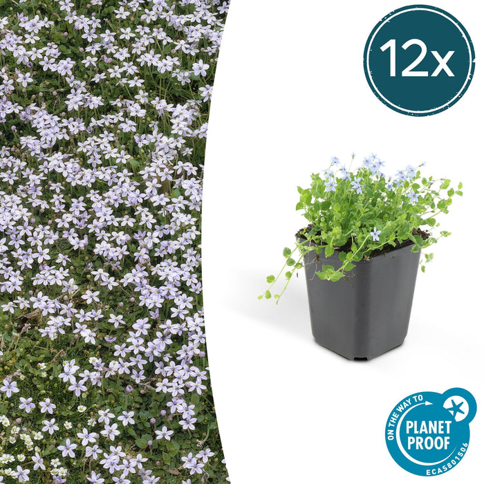 Isotoma Fluviatilis - 12X H25Cm P9Cm