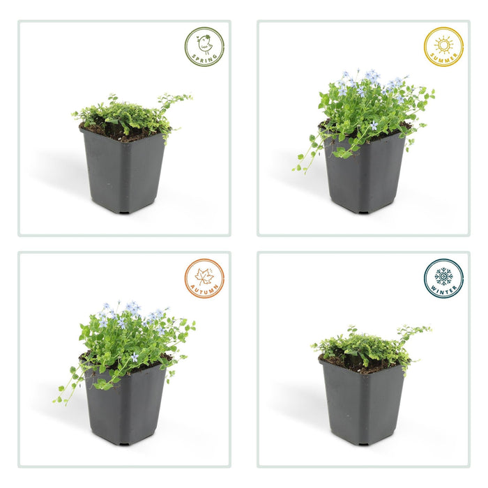 Isotoma Fluviatilis - 20X H25Cm P9Cm