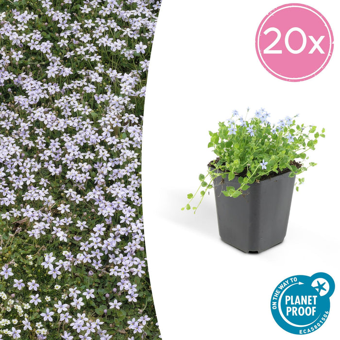 Isotoma Fluviatilis - 20X H25Cm P9Cm