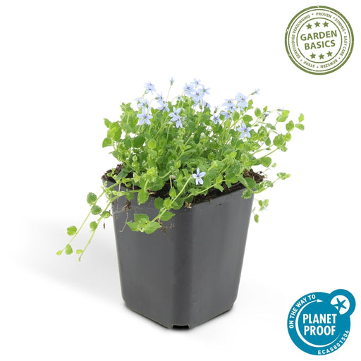 Isotoma Fluviatilis - 20X H25Cm P9Cm