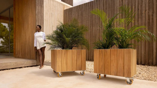 Piantatrice Di Vigneto