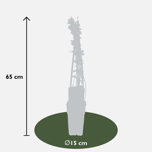 Gelsomino Invernale - Set Da 3 - ↨65Cm - Ø15 - Pianta Rampicante Da Esterno