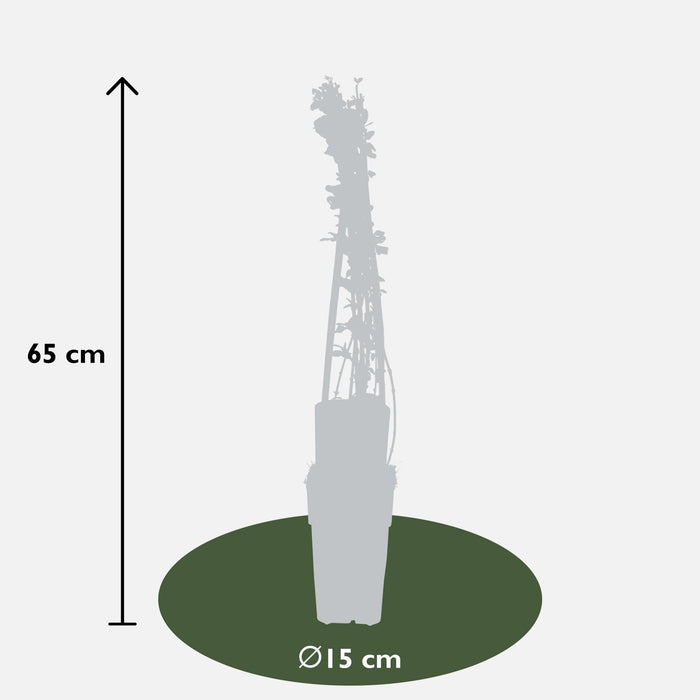 Gelsomino Invernale - Set Da 3 - ↨65Cm - Ø15 - Pianta Rampicante Da Esterno