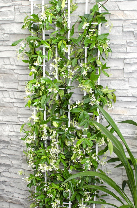 Star Jasmine - Set Di 2 Gelsomini