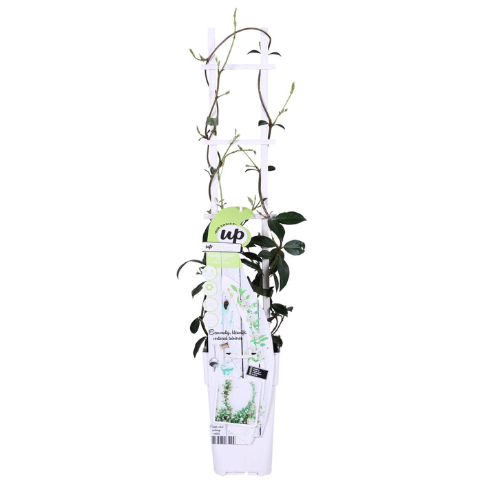 Star Jasmine - Set Di 2 Gelsomini