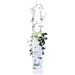 Star Jasmine - Set Di 2 Gelsomini