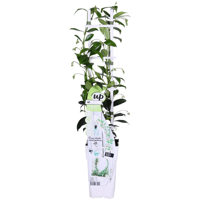 Star Jasmine - Set Di 2 Gelsomini