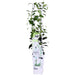 Star Jasmine - Set Di 2 Gelsomini