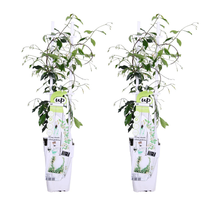 Star Jasmine - Set Di 2 Gelsomini