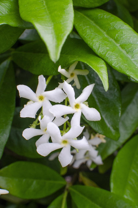 Star Jasmine - Set Di 2 Gelsomini