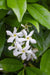Star Jasmine - Set Di 2 Gelsomini