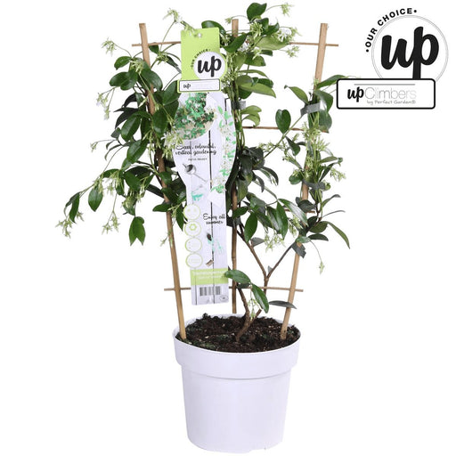 Stella Gelsomino 'Stella Di Venezia'