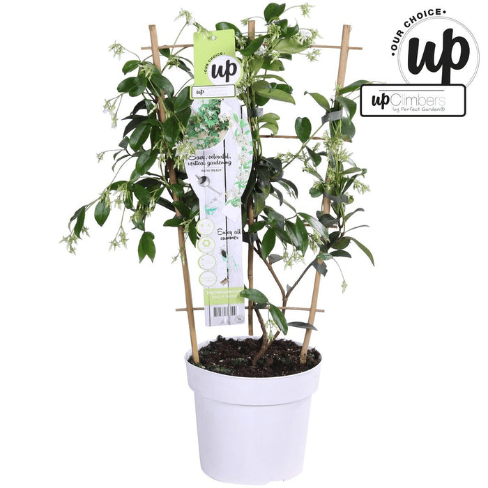 Stella Gelsomino 'Stella Di Venezia'