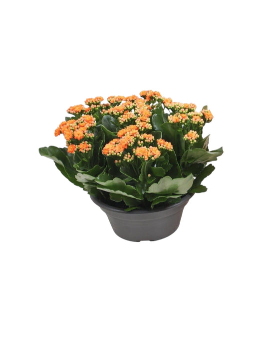 Kalanchoe Doppia Arancione D23Cm H27Cm