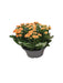 Kalanchoe Doppia Arancione D23Cm H27Cm