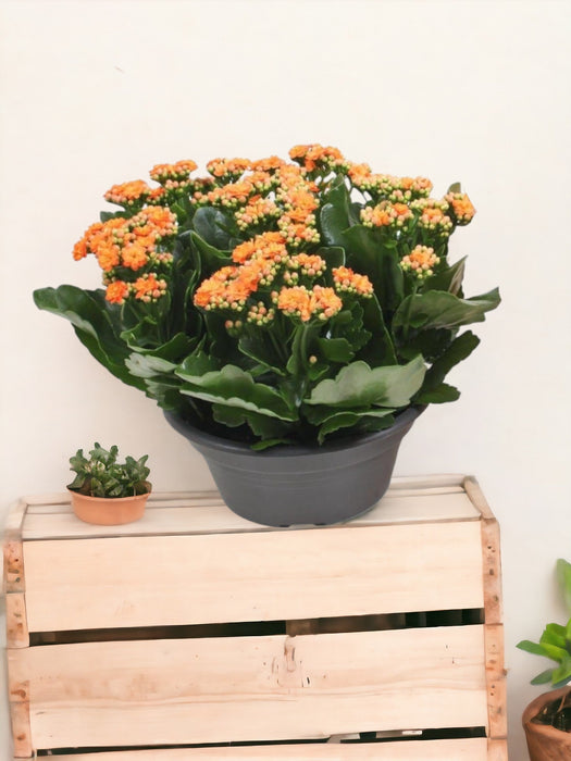 Kalanchoe Doppia Arancione D23Cm H27Cm