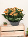Kalanchoe Doppia Arancione D23Cm H27Cm