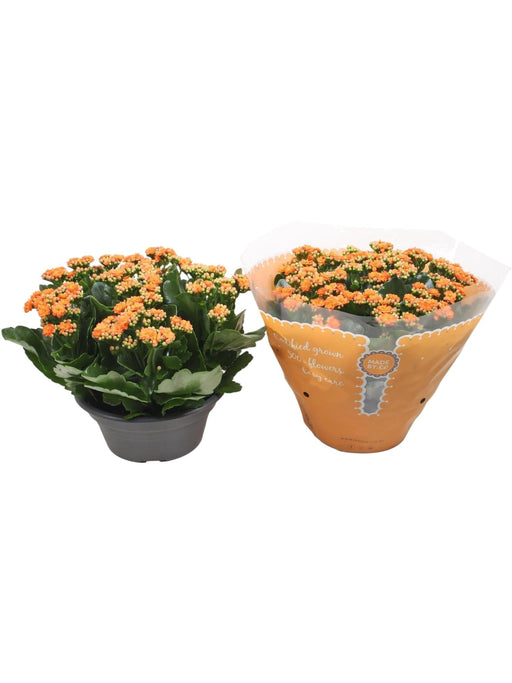 Kalanchoe Doppia Arancione D23Cm H27Cm