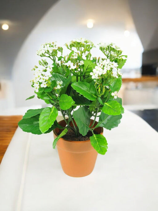 Kalanchoe - Pianta Verde Artificiale