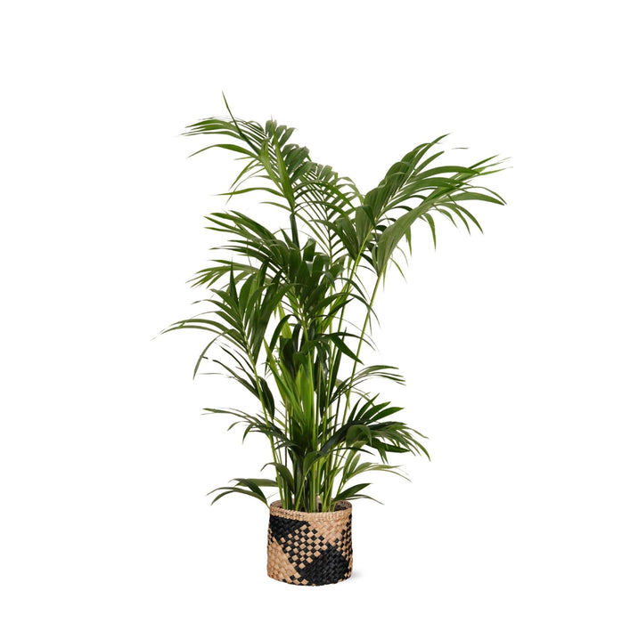 Kentia Palm E Il Suo Vaso
