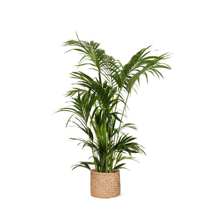 Kentia Palm E Il Suo Vaso