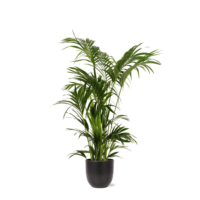 Kentia Palm E Il Suo Vaso