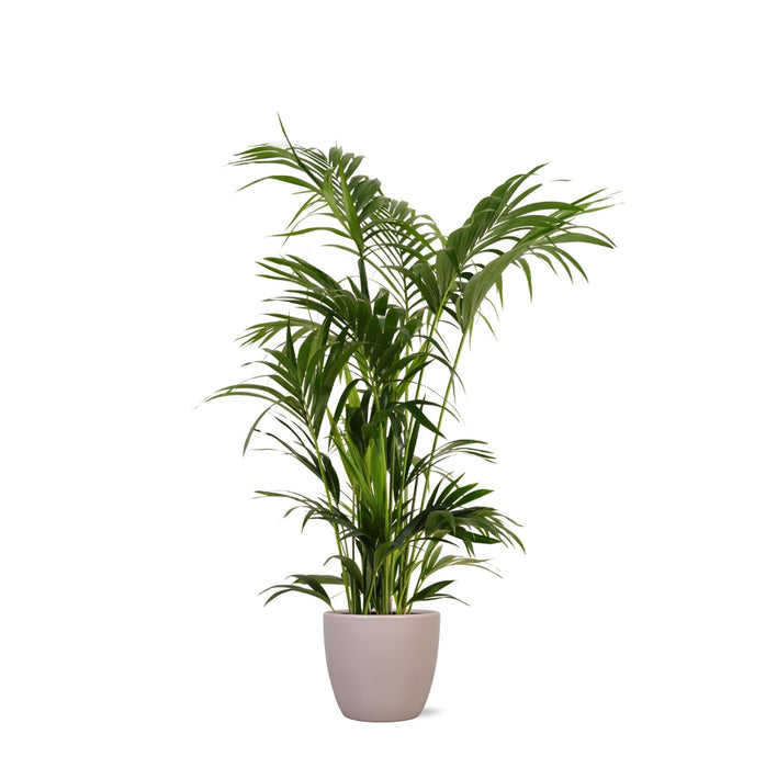 Kentia Palm E Il Suo Vaso