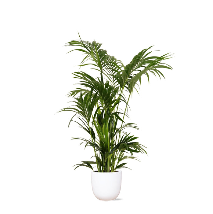 Kentia Palm E Il Suo Vaso