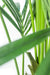 Kentia - Palma Artificiale