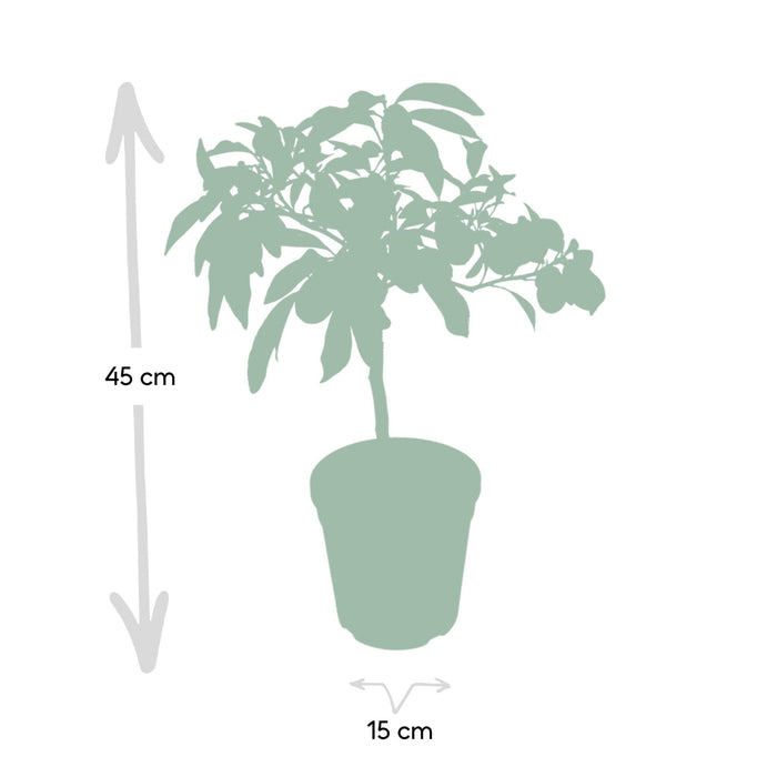 Kumquat Fortunella - 45 Cm - Ø15 - Arbusto Da Frutto Per Esterni