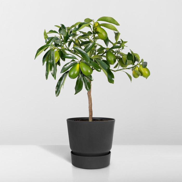Kumquat Fortunella - 45 Cm - Ø15 - Arbusto Da Frutto Per Esterni