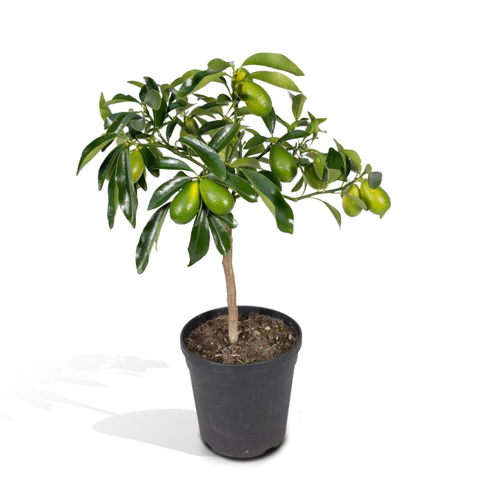 Kumquat Fortunella - 45 Cm - Ø15 - Arbusto Da Frutto Per Esterni