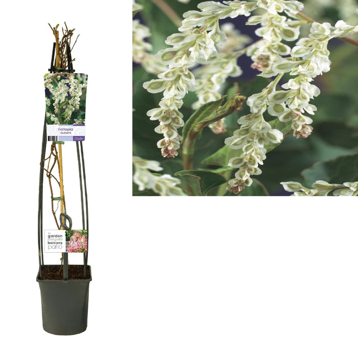 Poligono Rampicante Fallopia D23Cm H115Cm