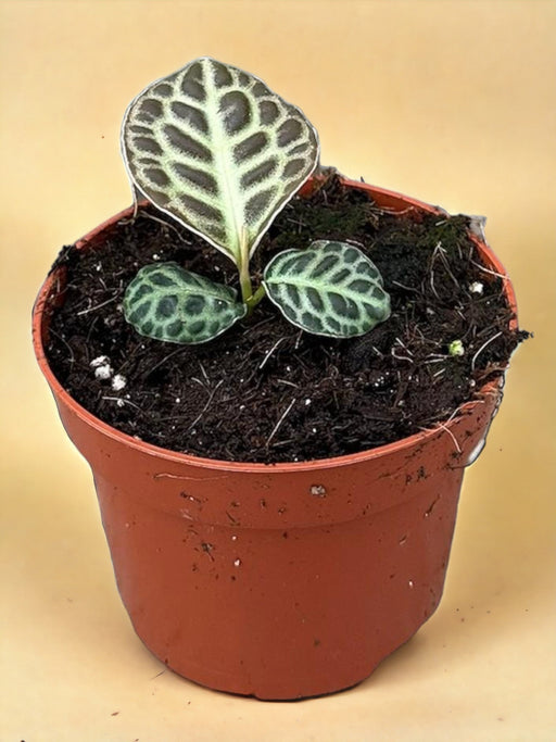 Labisia Tartaruga Indietro