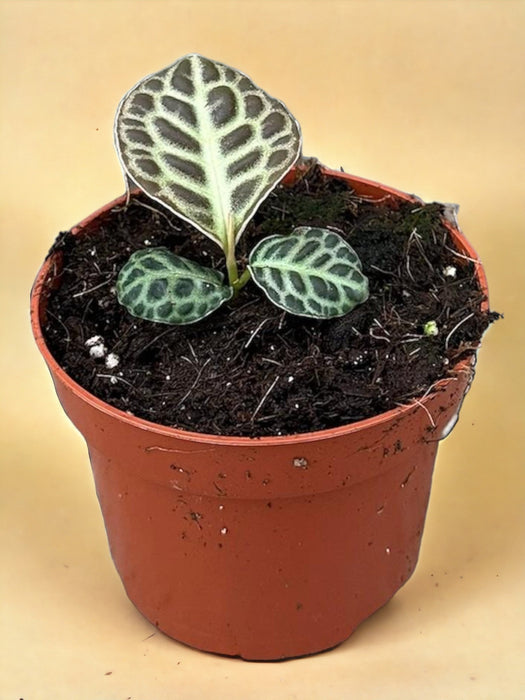 Labisia Tartaruga Indietro