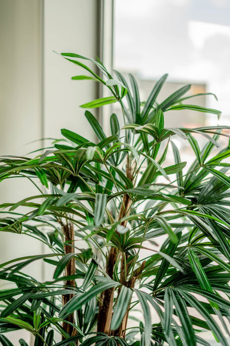 Bambù Artificiale Lady