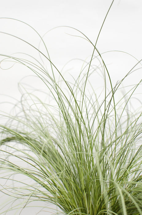 Carice Carex Comans 'Frosted Curls' - ↨30Cm - Ø14 - Pianta Perenne Da Esterno