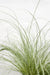 Carice Carex Comans 'Frosted Curls' - ↨30Cm - Ø14 - Pianta Perenne Da Esterno