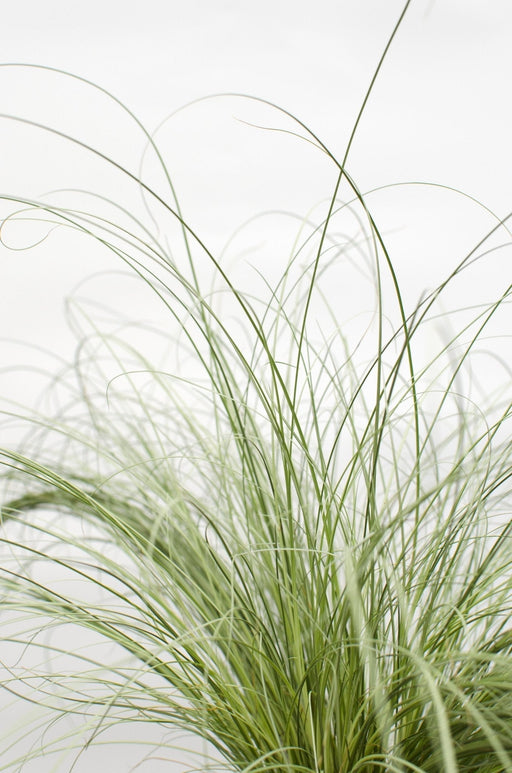 Carice Carex Comans 'Frosted Curls' - ↨30Cm - Ø14 - Pianta Perenne Da Esterno