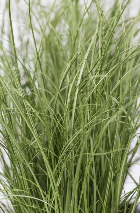 Carice Carex Comans 'Frosted Curls' - ↨30Cm - Ø14 - Pianta Perenne Da Esterno