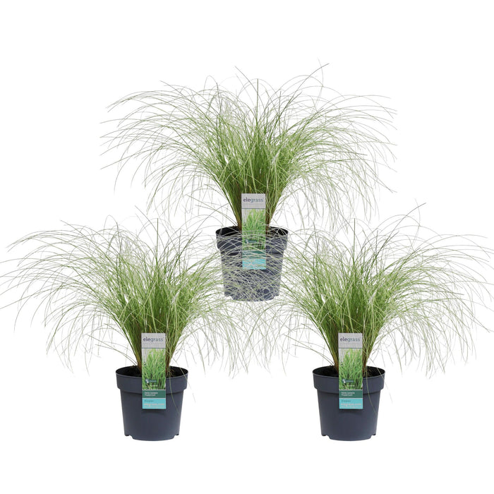 Carice Carex Comans 'Frosted Curls' - ↨30Cm - Ø14 - Pianta Perenne Da Esterno