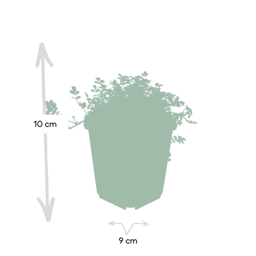 Cocklebur A Foglia Piccola - 24X H20Cm P9Cm