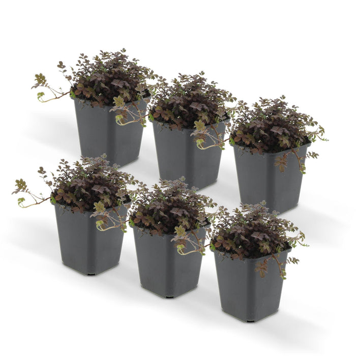 Cocklebur A Foglia Piccola - 24X H20Cm P9Cm