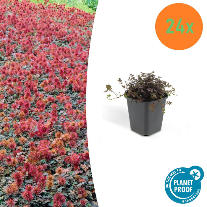 Cocklebur A Foglia Piccola - 24X H20Cm P9Cm