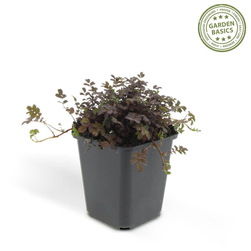 Cocklebur A Foglia Piccola - 24X H20Cm P9Cm