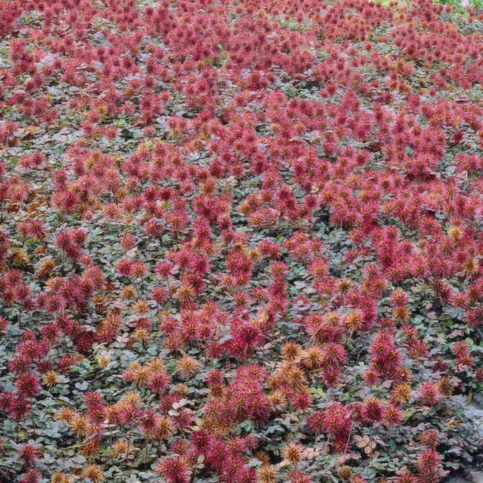 Cocklebur A Foglia Piccola - 48X H20Cm P9Cm