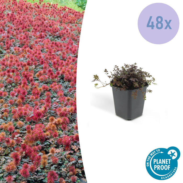 Cocklebur A Foglia Piccola - 48X H20Cm P9Cm