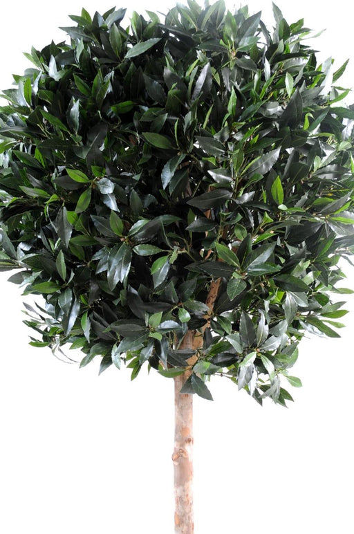 Palla Di Alloro Artificiale 180 Cm Per Giardino