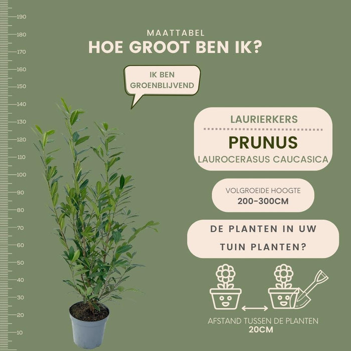 Laurel Caucasica H125Cm Per 10 Metri Lineari Di Siepe 25X12L