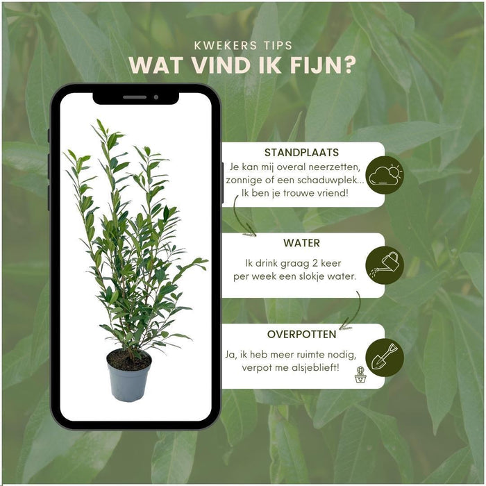 Laurel Caucasica H125Cm Per 10 Metri Lineari Di Siepe 25X12L